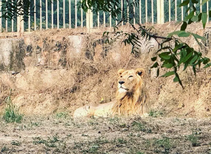 lion at Delhi Zoo