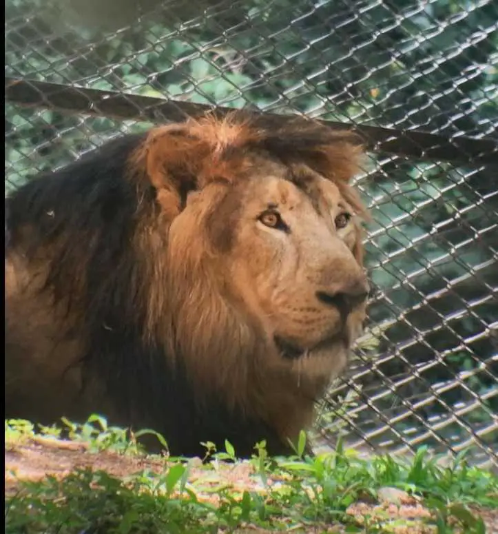 Lion at Mysore Zoo
