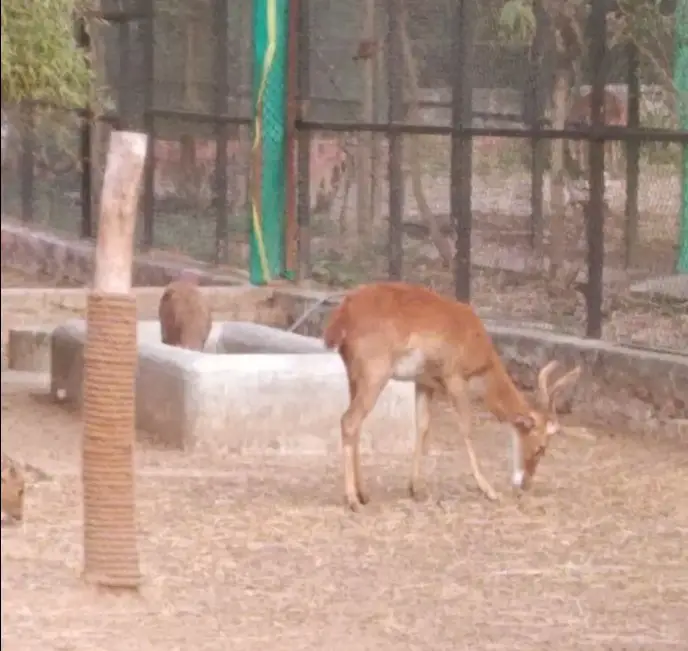 Deer in Bannerghatta National Park 