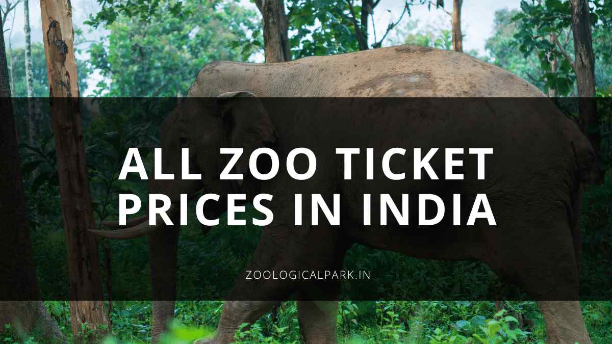 All Zoo Ticket Prices in India [Updated 2024]