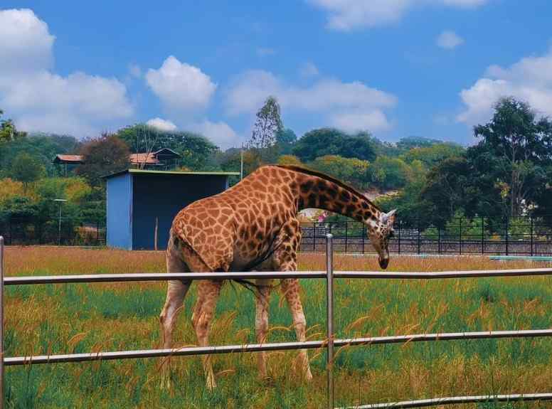 A giraffe in Bannerghatta National Park